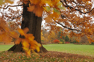 Herbstwind